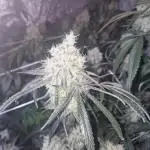 Permanent whitemarker