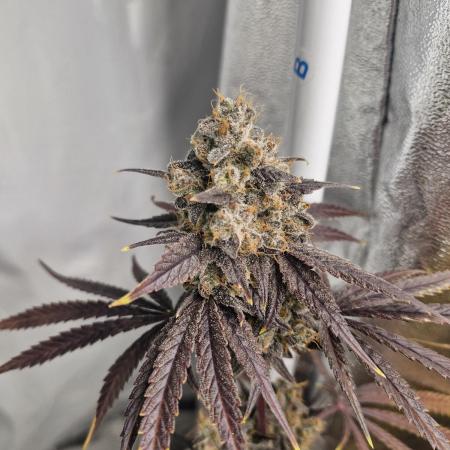 Stardawg pheno hunt