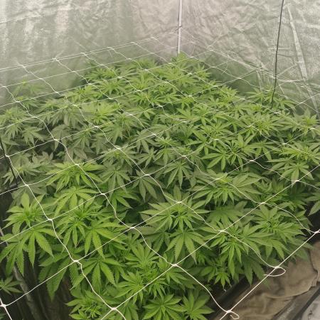 Blue dream pheno hunt