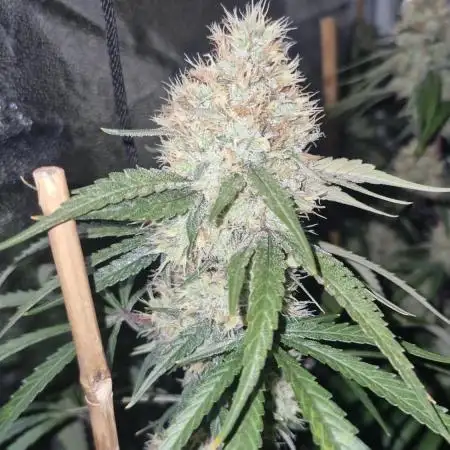 Blue cheese indoor