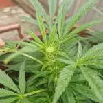 The outdoor cheese