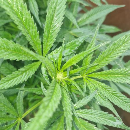 The outdoor cheese