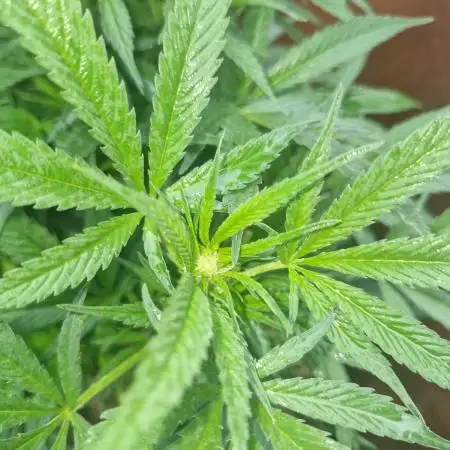 The outdoor cheese