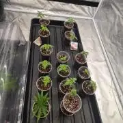 New pheno hunt