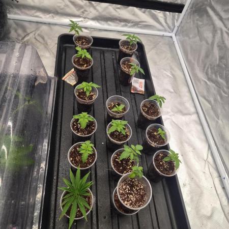 New pheno hunt