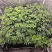 Purple stardawg and mendo breath