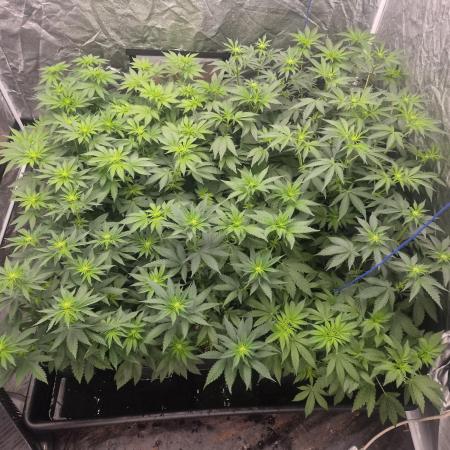 Purple stardawg and mendo breath