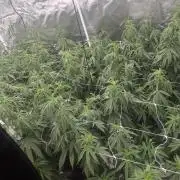 Blue sunset sherbet cuttings