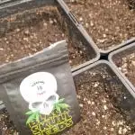Stardawg pheno hunt