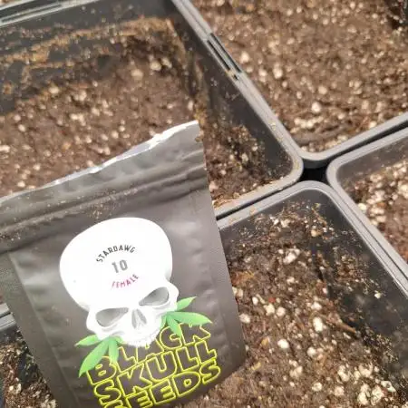Stardawg pheno hunt