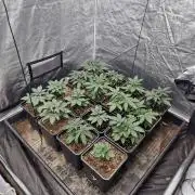 Blue dream pheno hunt