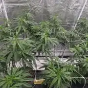 Blue sunset sherbet running for cuttings