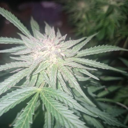 The outdoor cheese