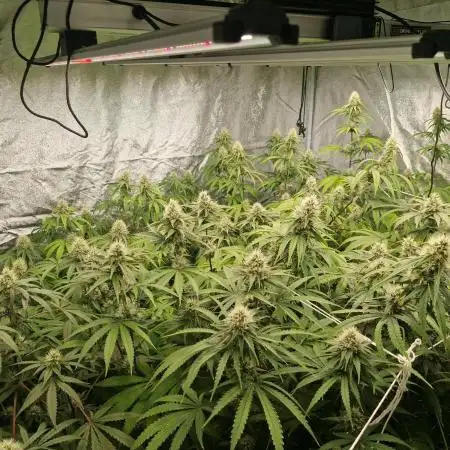 Stardawg