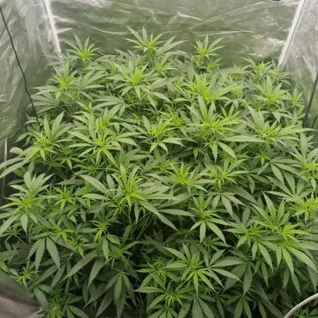 Blue cheese indoor