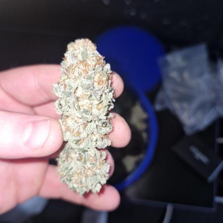 Rs11 pheno hunt
