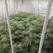 Blue dream pheno hunt