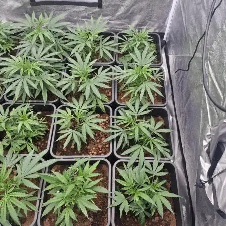 Blue cheese indoor