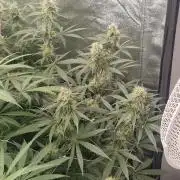 Blue dream pheno hunt