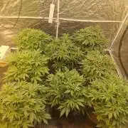 Rs11 pheno hunt