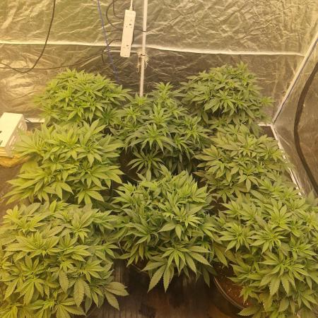 Rs11 pheno hunt