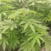 Gmo cookies pheno hunt