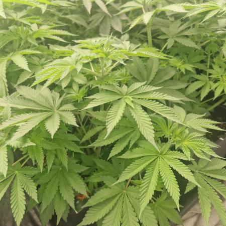 Gmo cookies pheno hunt