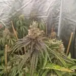 Blue cheese indoor
