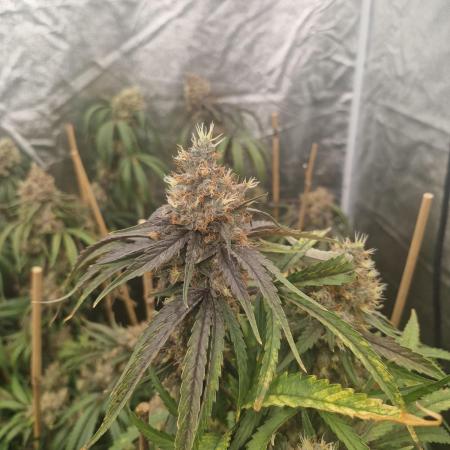 Blue cheese indoor