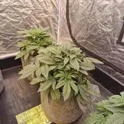 Rs11 pheno hunt