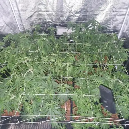 Stardawg