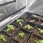 Cherry poppers pheno hunt