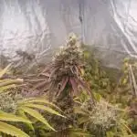 Stardawg