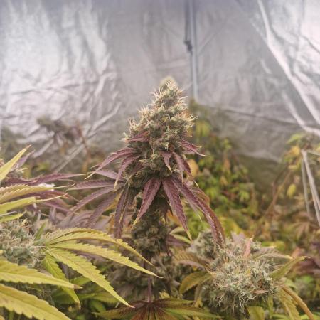 Stardawg