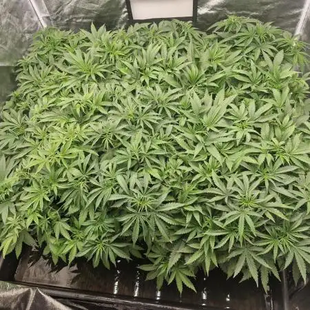 Stardawg
