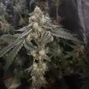 Purple stardawg and mendo breath