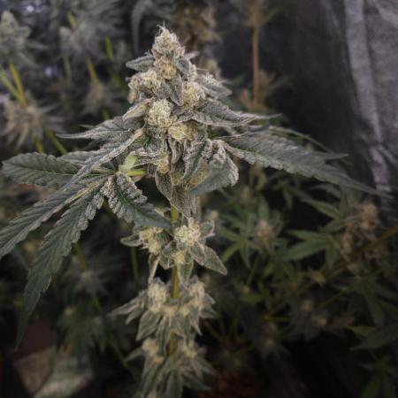 Purple stardawg and mendo breath