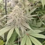 Cherry poppers pheno hunt