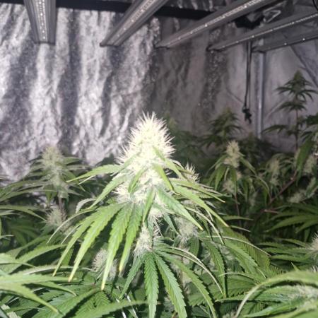 Stardawg