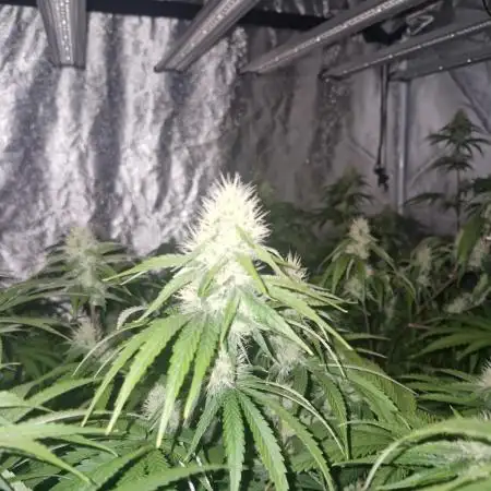 Stardawg