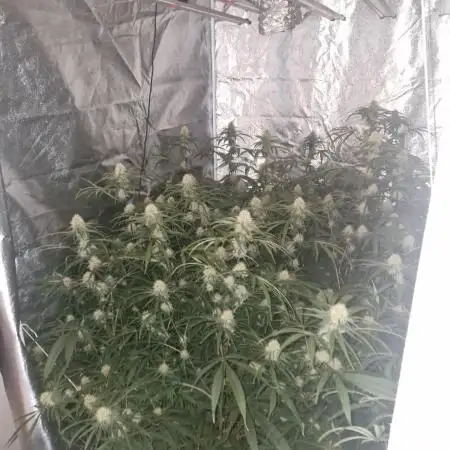 Blue cheese indoor