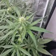 Blue dream pheno hunt