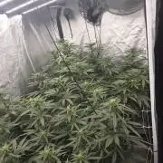Blue sunset sherbet running for cuttings