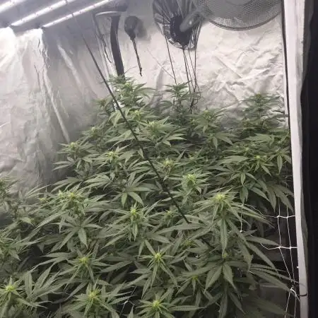 Blue sunset sherbet running for cuttings