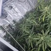 Blue sunset sherbet cuttings