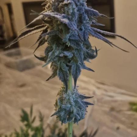 Cherry poppers pheno hunt