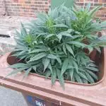 The outdoor cheese