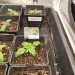 Blue dream pheno hunt