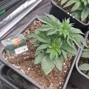 Gmo cookies pheno hunt