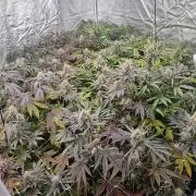 Blue dream pheno hunt